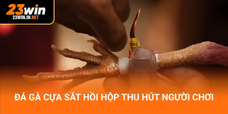 Đá gà cựa sắt hồi hộp thu hút người chơi